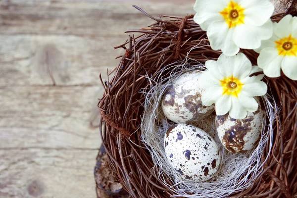 Easter egg background with bird nest — Stock Photo, Image