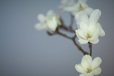 Magnolia Flower blossom clipart