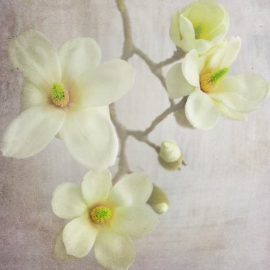 Magnolia Flower blossom clipart