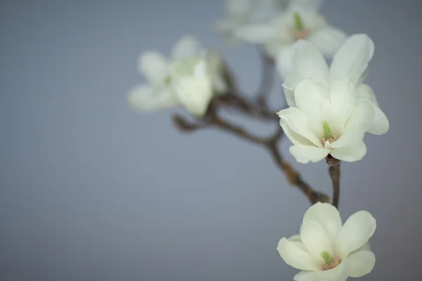 Άνθος λουλούδι Magnolia — Φωτογραφία Αρχείου