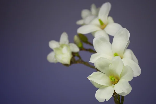 Magnolia Flower blossom — Stock Photo, Image
