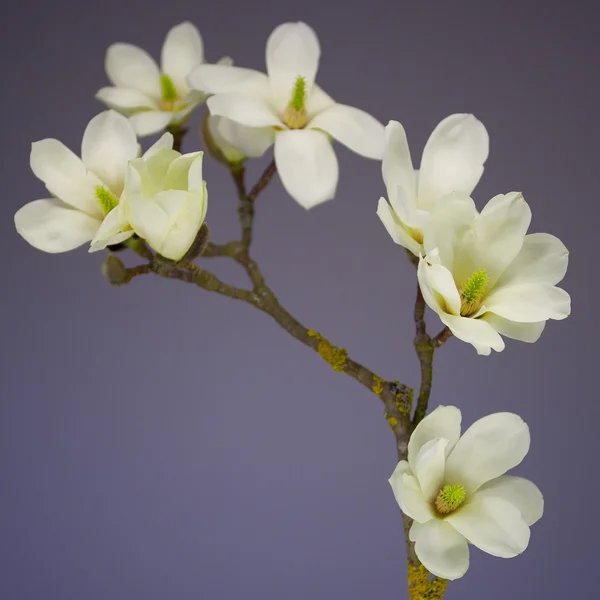 Magnolia blomma blomma — Stockfoto