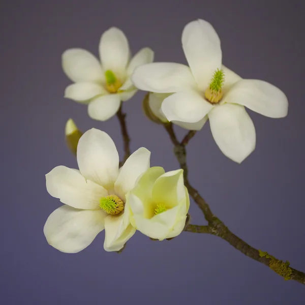 Bunga Magnolia mekar — Stok Foto
