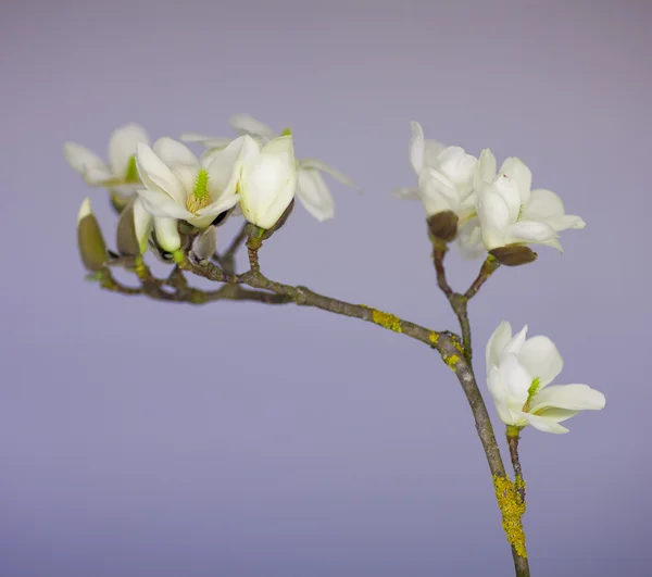 Květ květ Magnolie — Stock fotografie