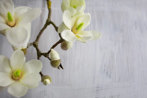 Magnolia bloem bloeien — Stockfoto