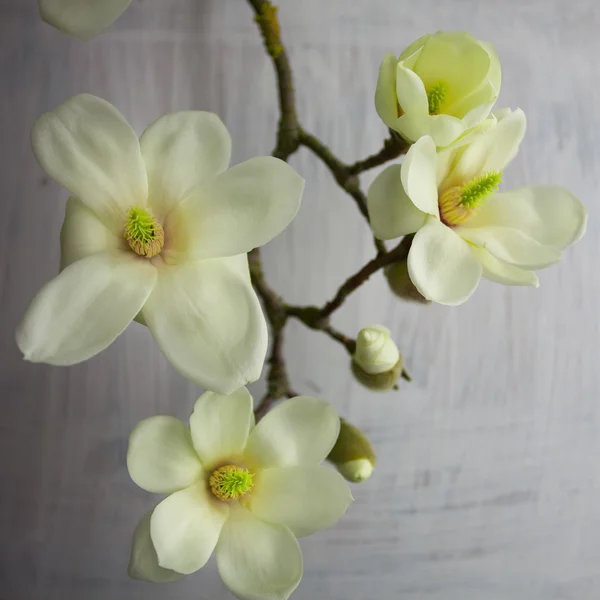 Flor de flor de magnolia — Foto de Stock