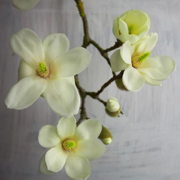 Květ květ Magnolie — Stock fotografie