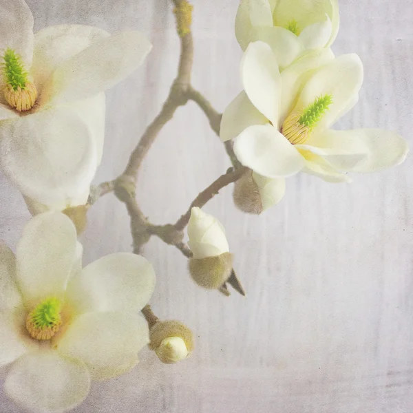 Άνθος λουλούδι Magnolia — Φωτογραφία Αρχείου