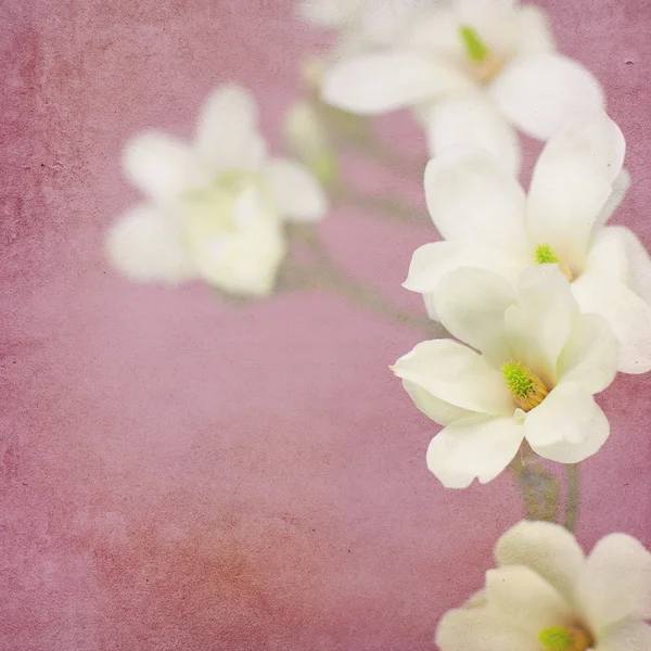 Flor de flor de magnolia — Foto de Stock