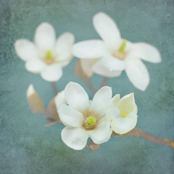 Flor de flor de magnólia — Fotografia de Stock