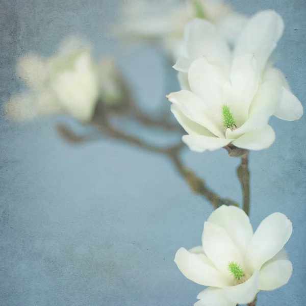 Magnolienblüte — Stockfoto