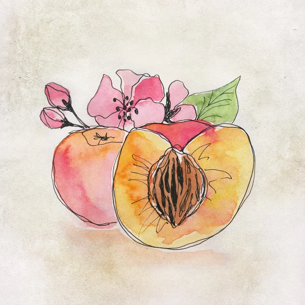 Illustration de fruits avec aquarelle — Photo