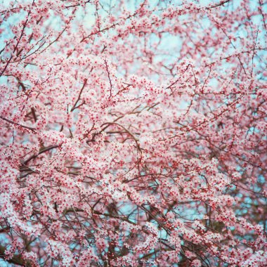 Bahar çiçeği kiraz ağaçları