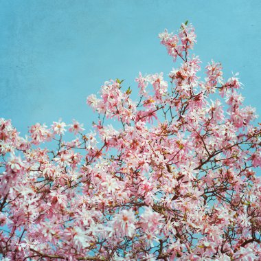 Manolya çiçek çiçek