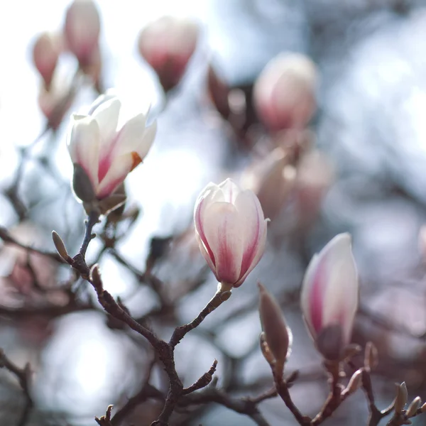 Άνθος λουλούδι Magnolia — Φωτογραφία Αρχείου