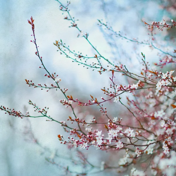Springtime blossom on cherry trees — Stock Photo, Image