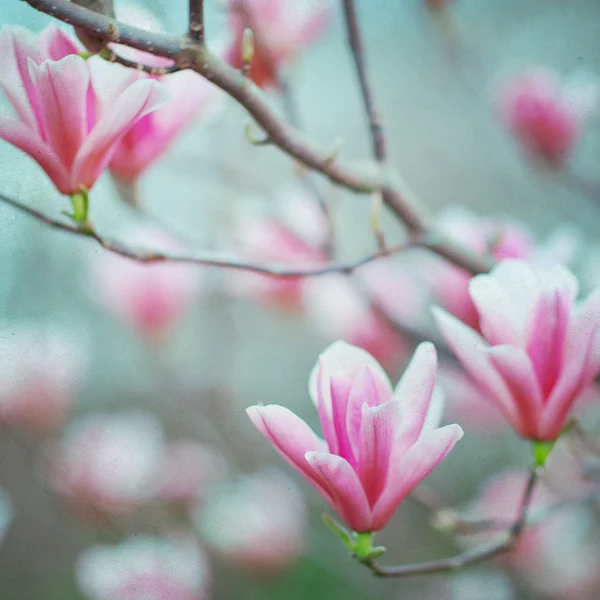 Manolya çiçek çiçek — Stok fotoğraf