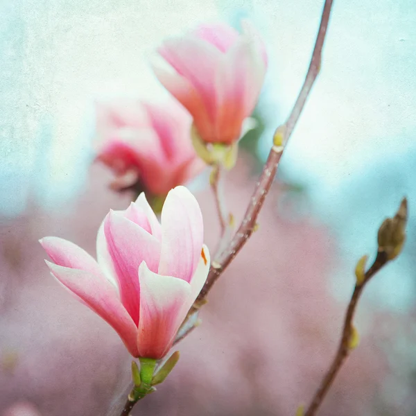 Fioritura di fiori di magnetolia — Foto Stock