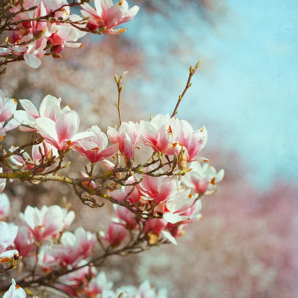 Flor de flor de magnólia — Fotografia de Stock