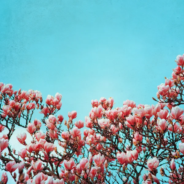 Flor de flor de magnólia — Fotografia de Stock