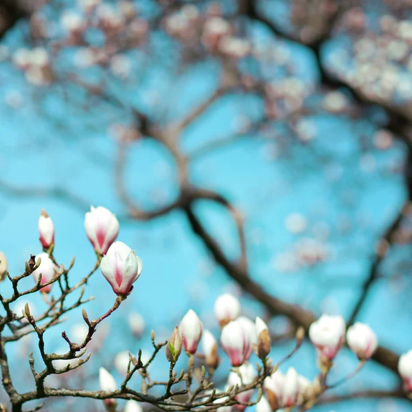 Magnolia kwiat kwitnąć — Zdjęcie stockowe