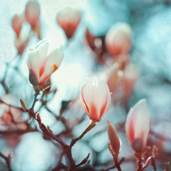 Магнолія квітка квіти — стокове фото