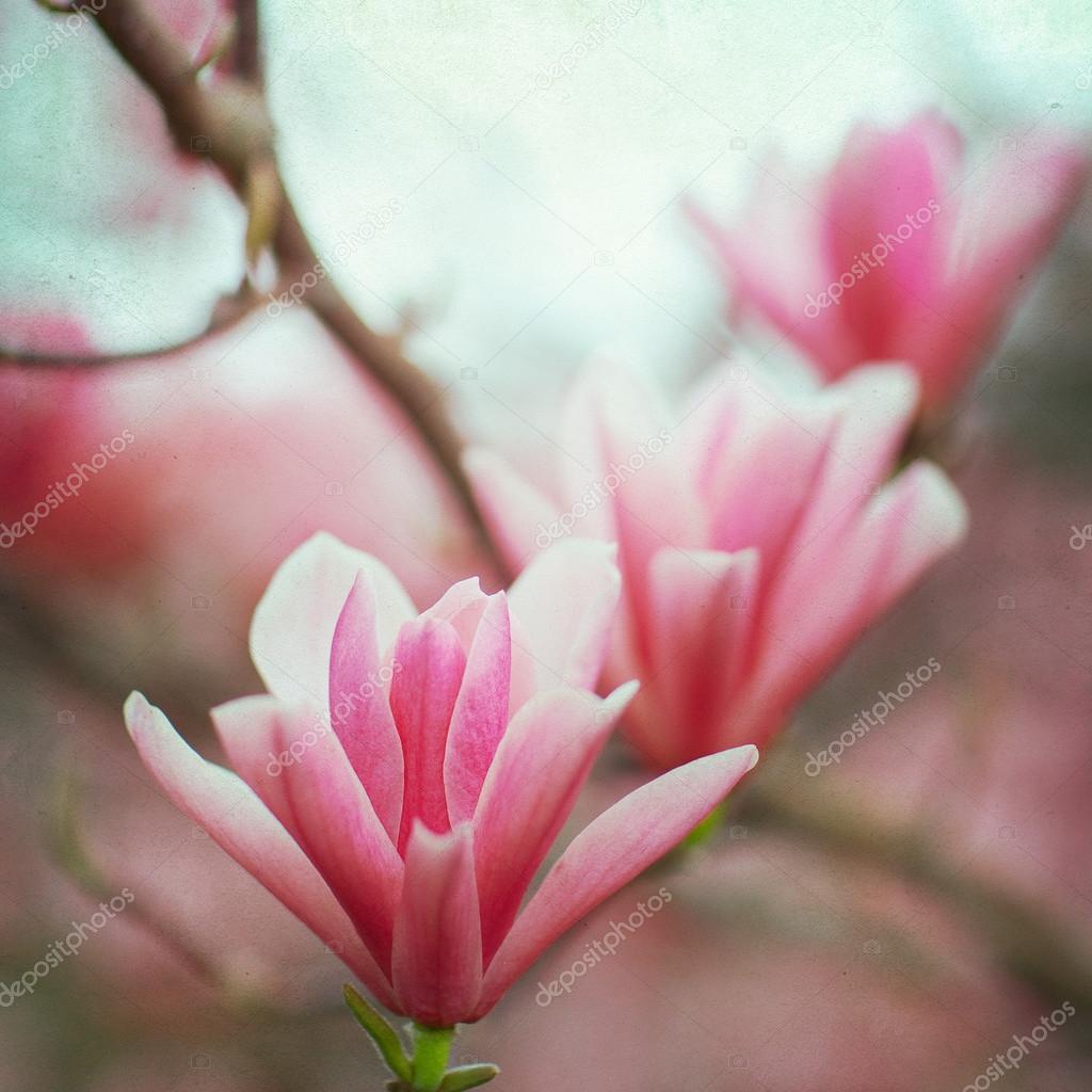 Magnolia Flower blossom