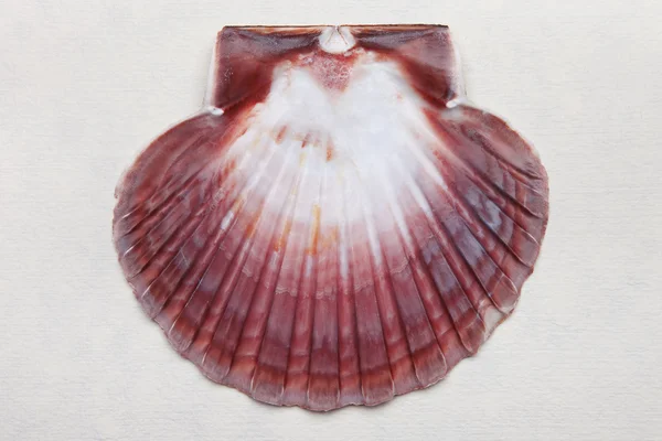 Sfondo shell capesante — Foto Stock