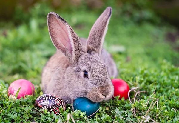 Easter rabbit and Easter eggs Stock Photo