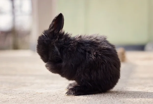 Piccolo coniglietto nero — Foto Stock