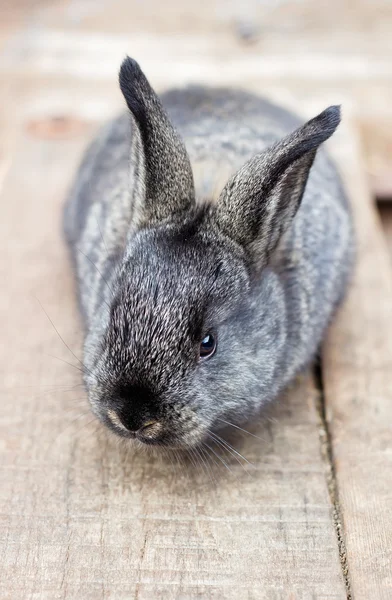 Piccolo coniglietto grigio — Foto Stock
