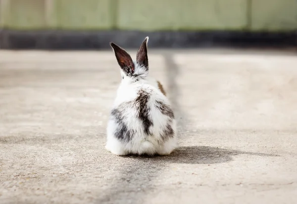Piccolo coniglietto bianco soffice — Foto Stock