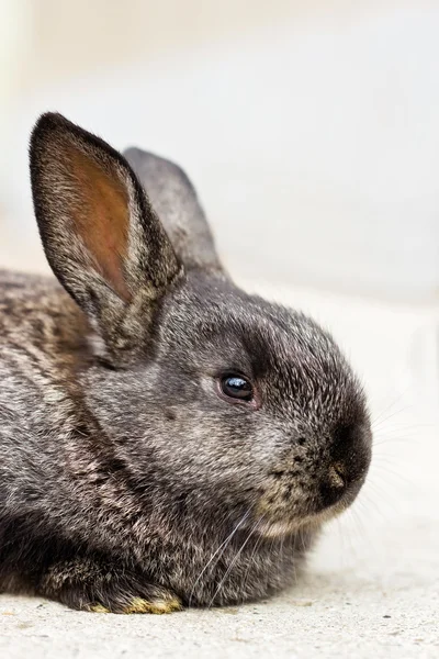 Pequeño conejito gris esponjoso —  Fotos de Stock