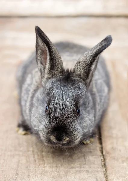 Piccolo coniglietto grigio — Foto Stock