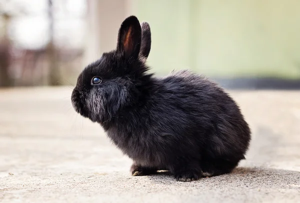 Pequeño conejito negro esponjoso —  Fotos de Stock