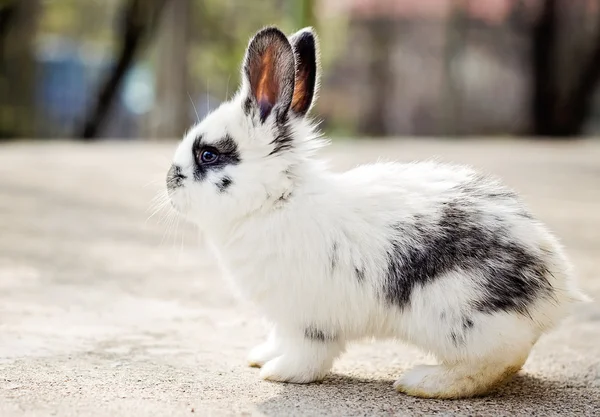 Piccolo coniglietto bianco — Foto Stock