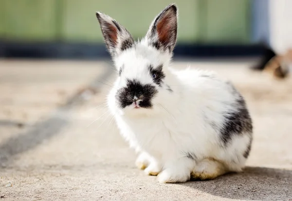 Piccolo coniglietto bianco — Foto Stock