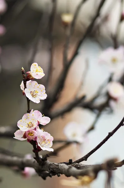 開花の木の枝 ロイヤリティフリーのストック写真