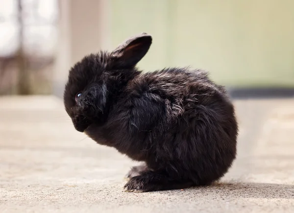Piccolo coniglietto nero — Foto Stock