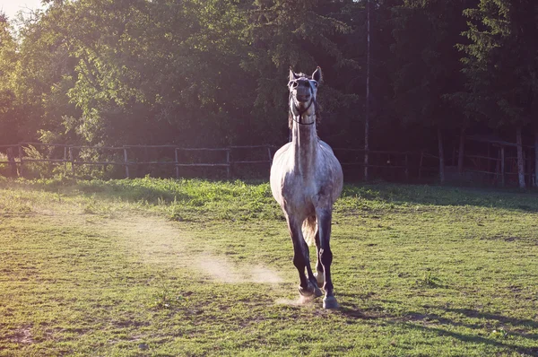Beautiful running white horse — Stock Photo, Image