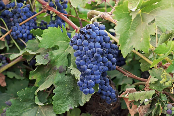 Vine and ripe grapes Royalty Free Stock Images