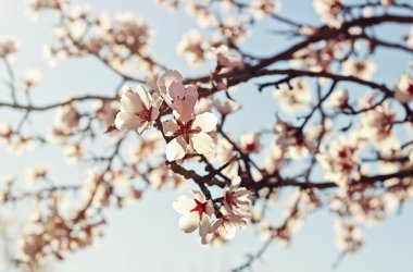 çiçekli badem ağacı dalı