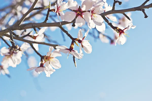 Blooming almond tree branch Stock Image
