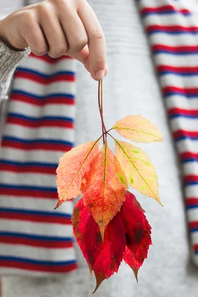 Twee Herfstbladeren — Stockfoto