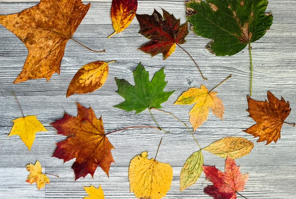 Gekleurde Herfstbladeren — Stockfoto