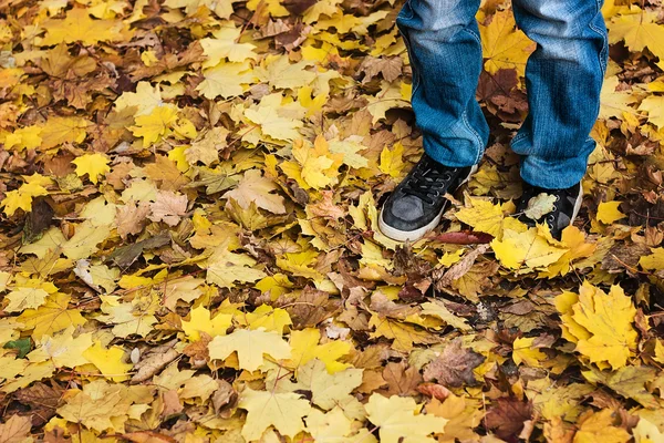 Kind trapt herfst bladeren — Stockfoto