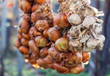 Örgülü olgun soğan ve sarımsak