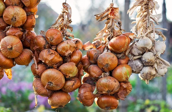 Geflochtene reife Zwiebeln und Knoblauch — Stockfoto