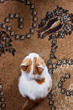 karışık cins yavru kedi