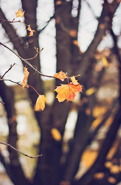 Beautiful autumn leaves — Stock Photo, Image